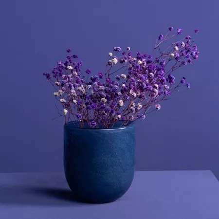Schleierkraut lila in Vase